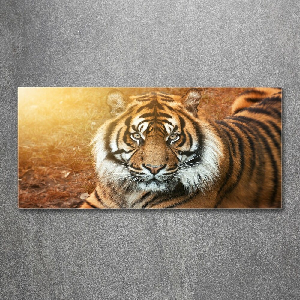 Tableau verre acrylique Tigre du Bengale