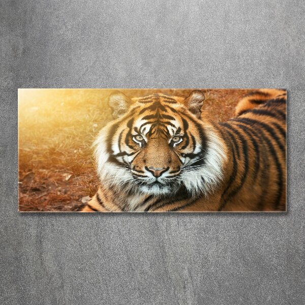 Tableau verre acrylique Tigre du Bengale