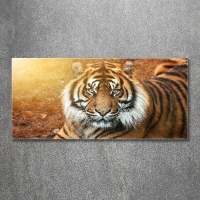 Tableau verre acrylique Tigre du Bengale