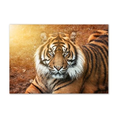 Tableau verre acrylique Tigre du Bengale