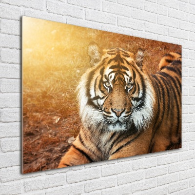 Tableau verre acrylique Tigre du Bengale