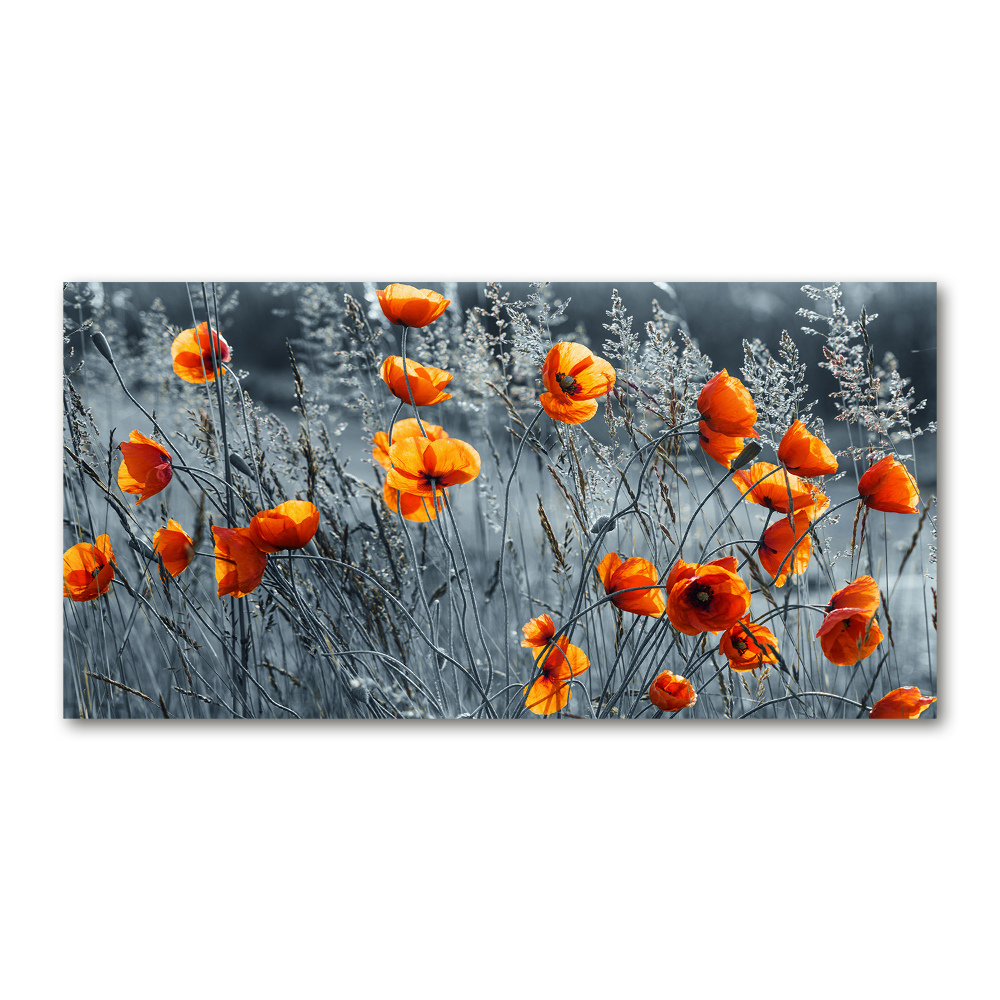 Tableau verre acrylique Coquelicot des champs