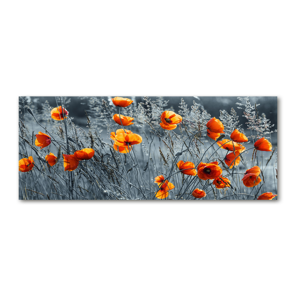 Tableau verre acrylique Coquelicot des champs