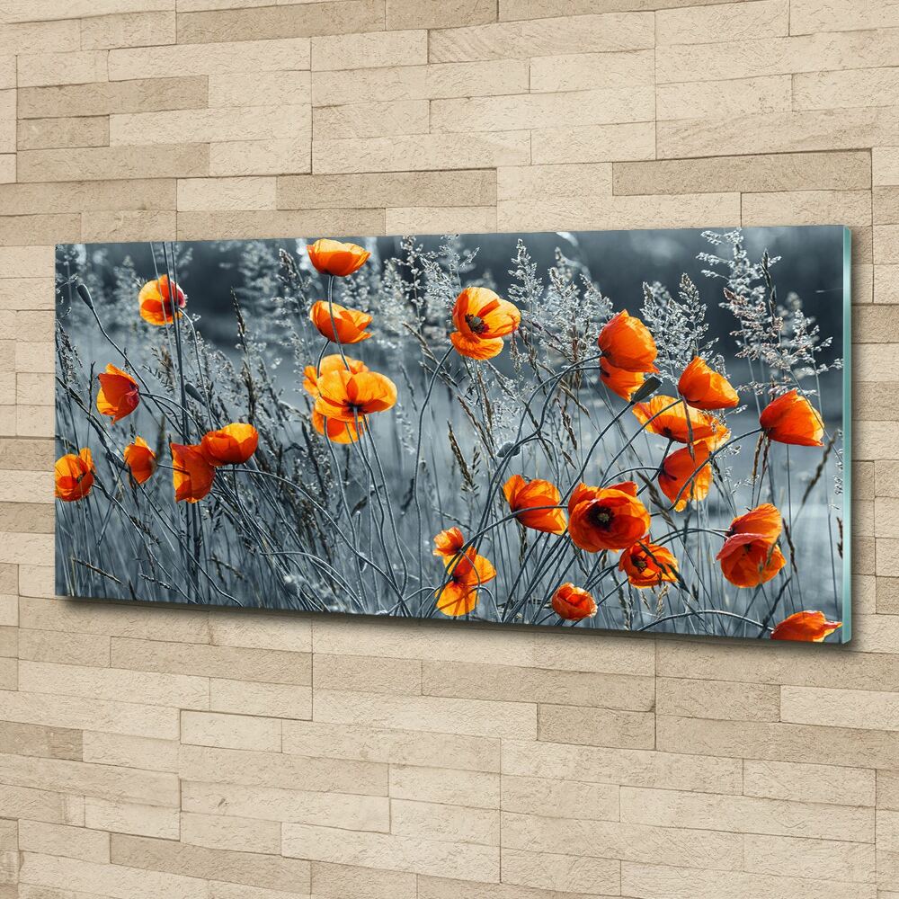 Tableau verre acrylique Coquelicot des champs