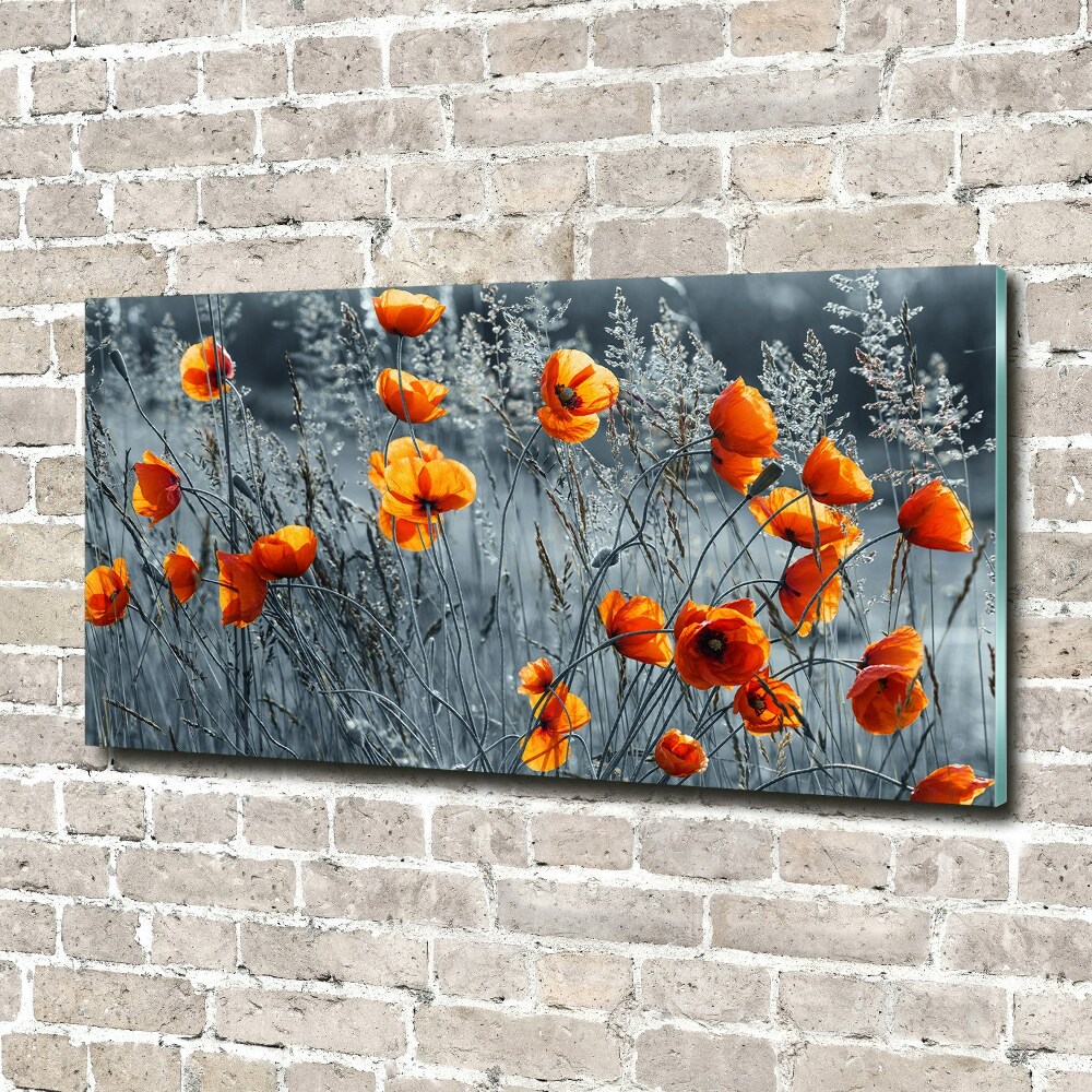 Tableau verre acrylique Coquelicot des champs