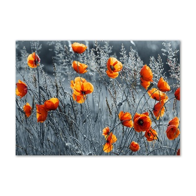 Tableau verre acrylique Coquelicot des champs