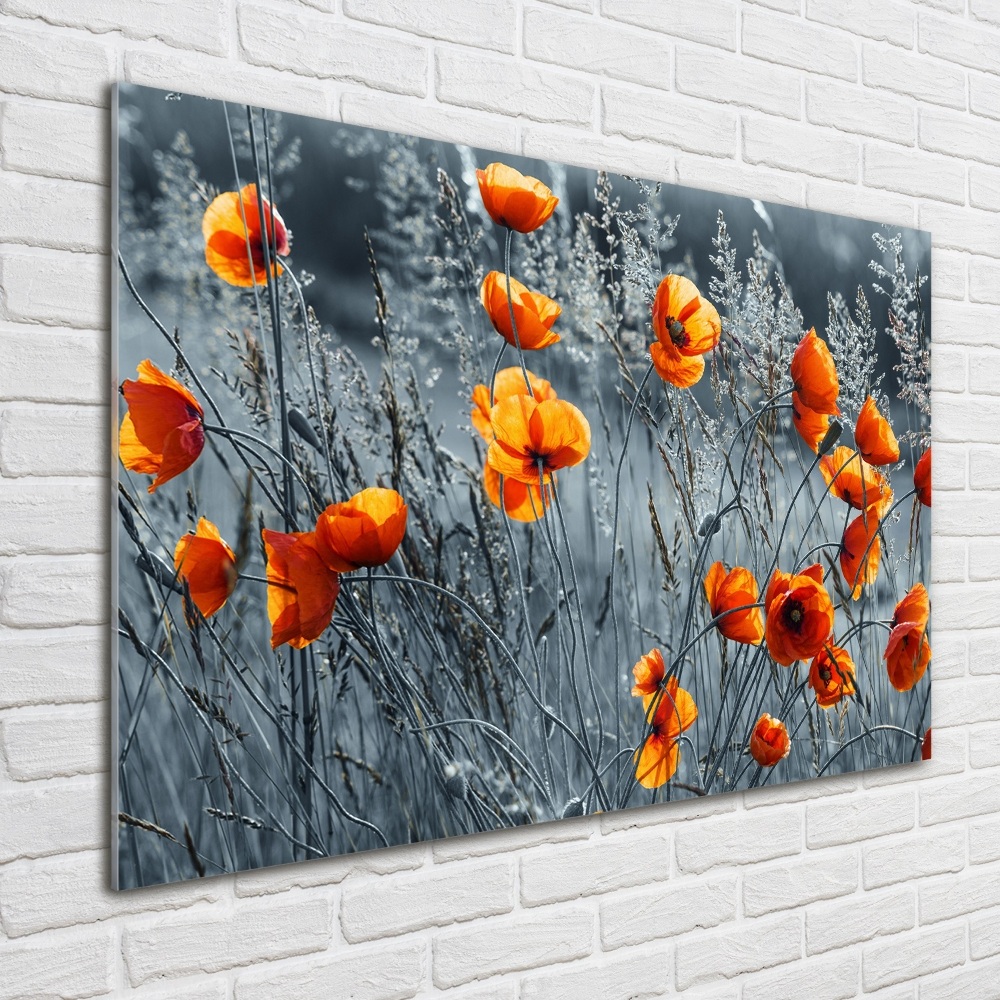 Tableau verre acrylique Coquelicot des champs