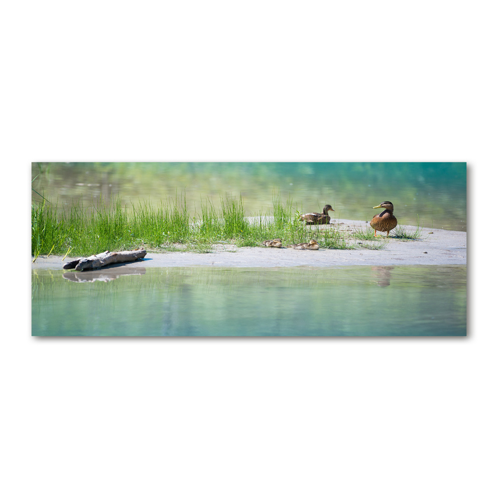 Acrylique tableau Canards au bord de l'eau