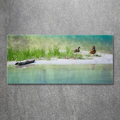 Acrylique tableau Canards au bord de l'eau