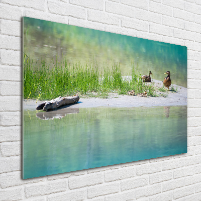 Acrylique tableau Canards au bord de l'eau