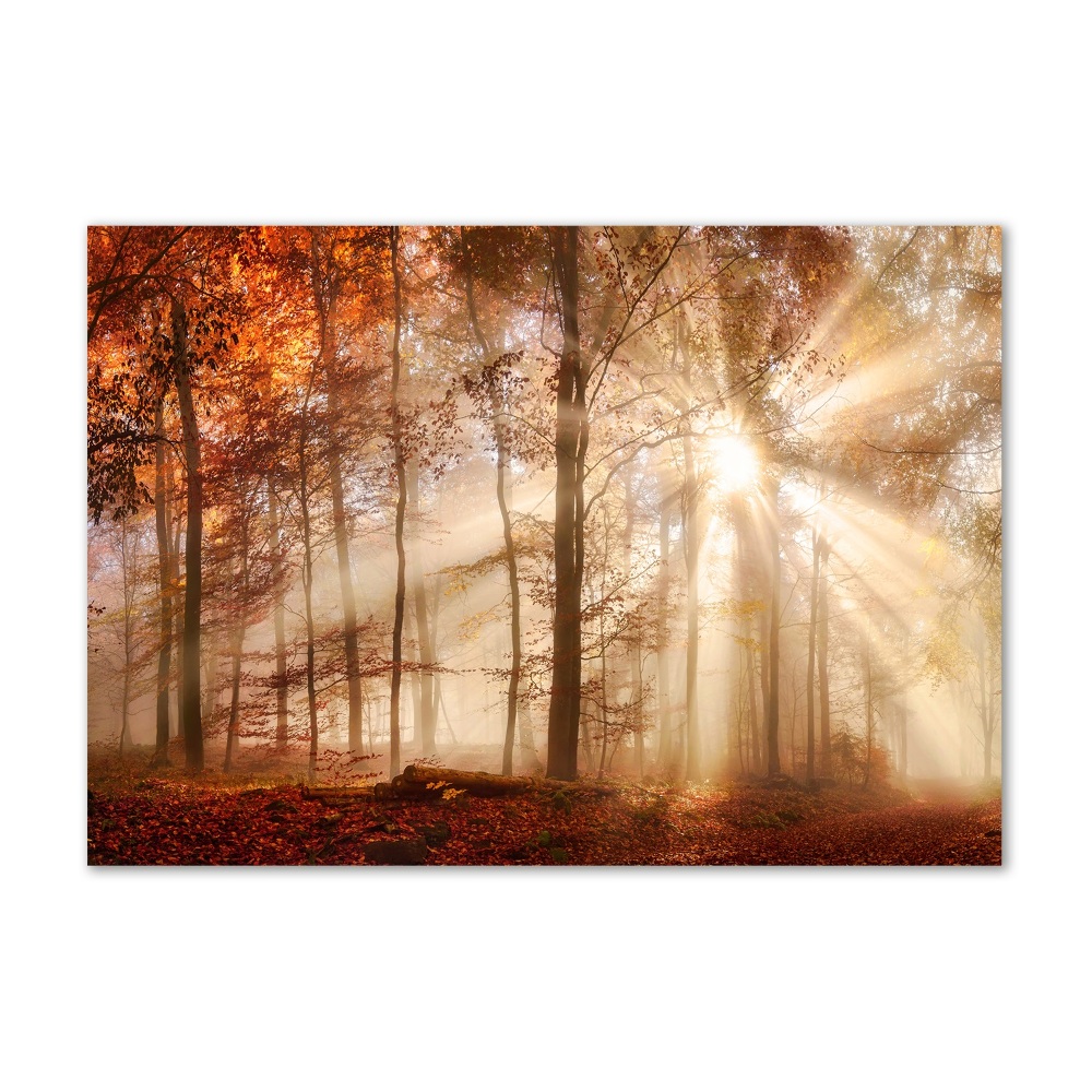 Tableau verre acrylique Brume dans la forêt en automne