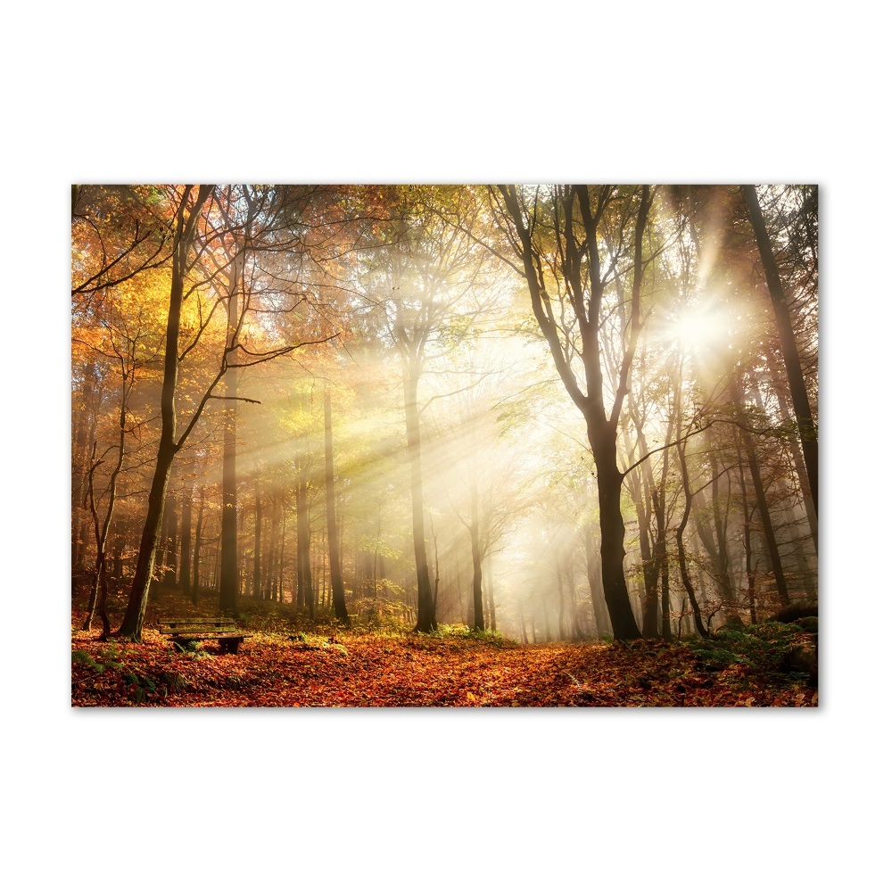 Tableau sur verre acrylique Le brouillard dans la forêt