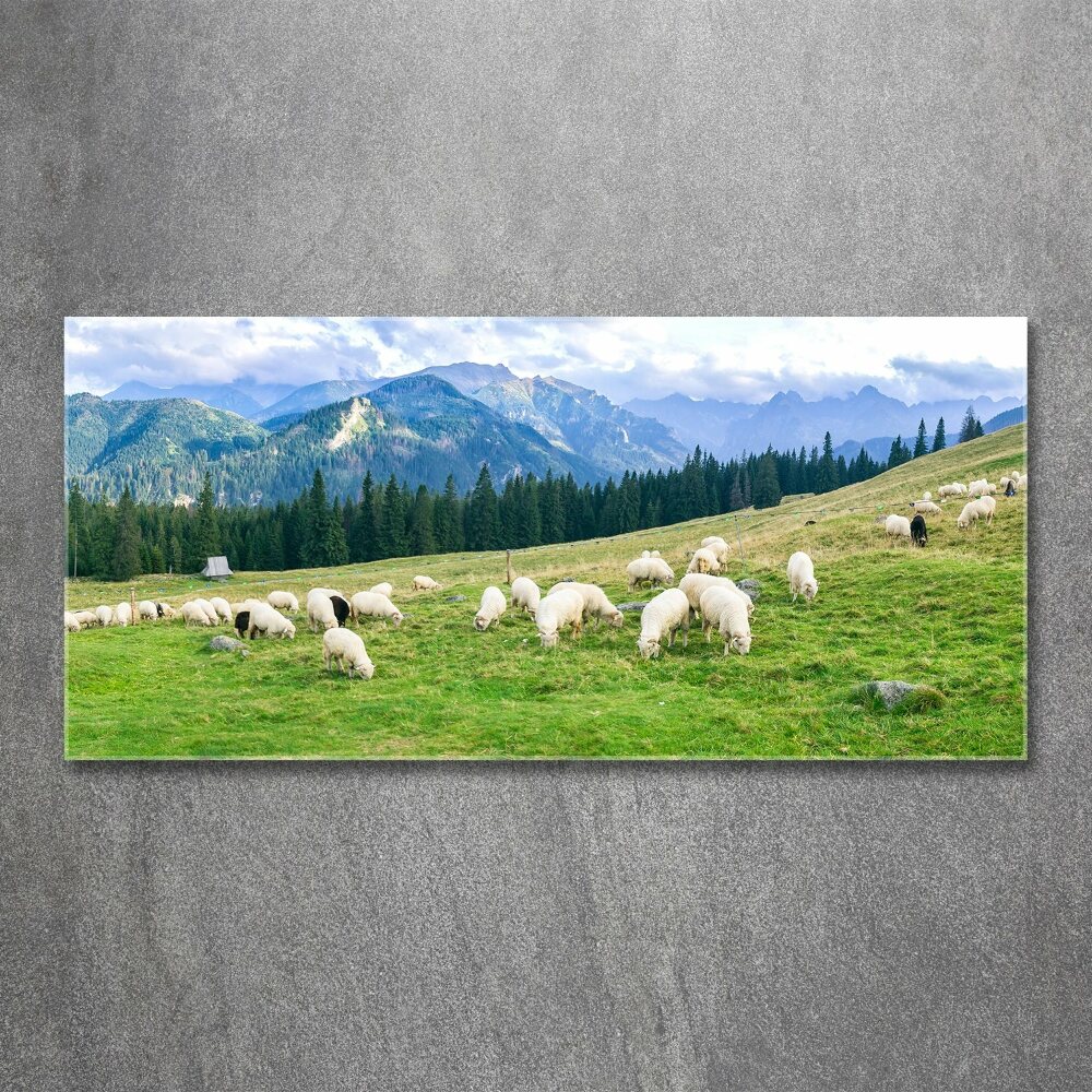 Tableau verre acrylique Mouton dans les Tatras