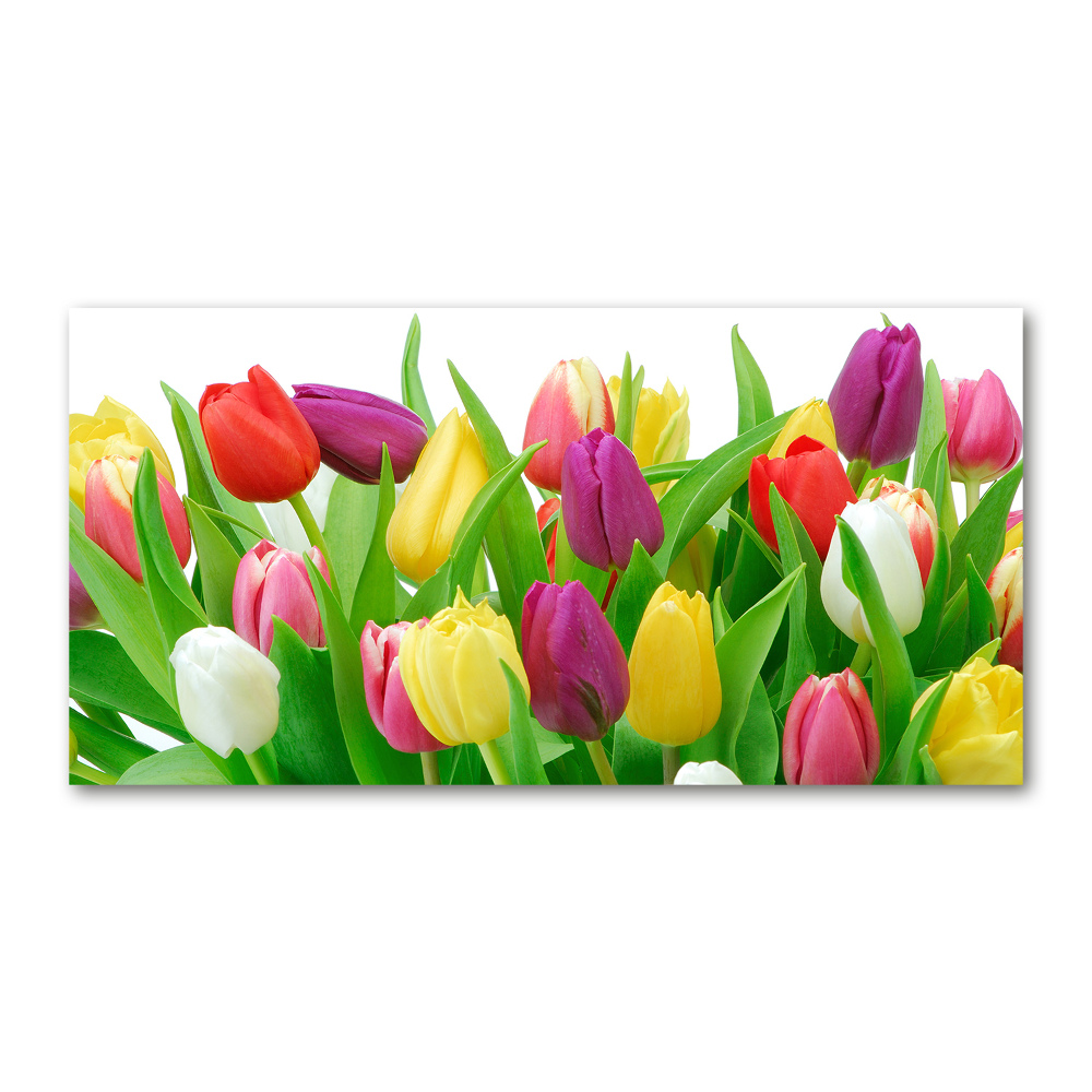 Tableau sur verre acrylique Tulipes colorées