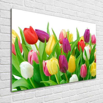 Tableau sur verre acrylique Tulipes colorées