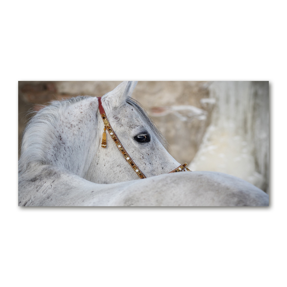 Tableau acrylique Cheval arabe blanc