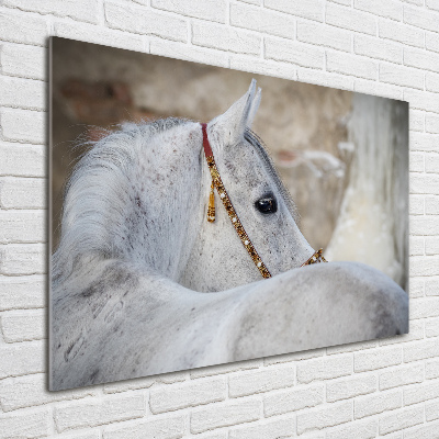 Tableau acrylique Cheval arabe blanc