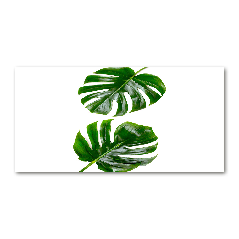 Tableau sur verre acrylique Monstera feuilles