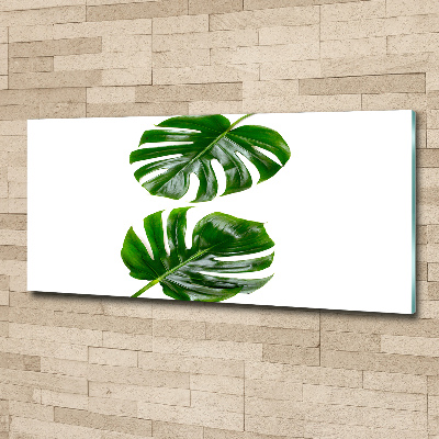 Tableau sur verre acrylique Monstera feuilles