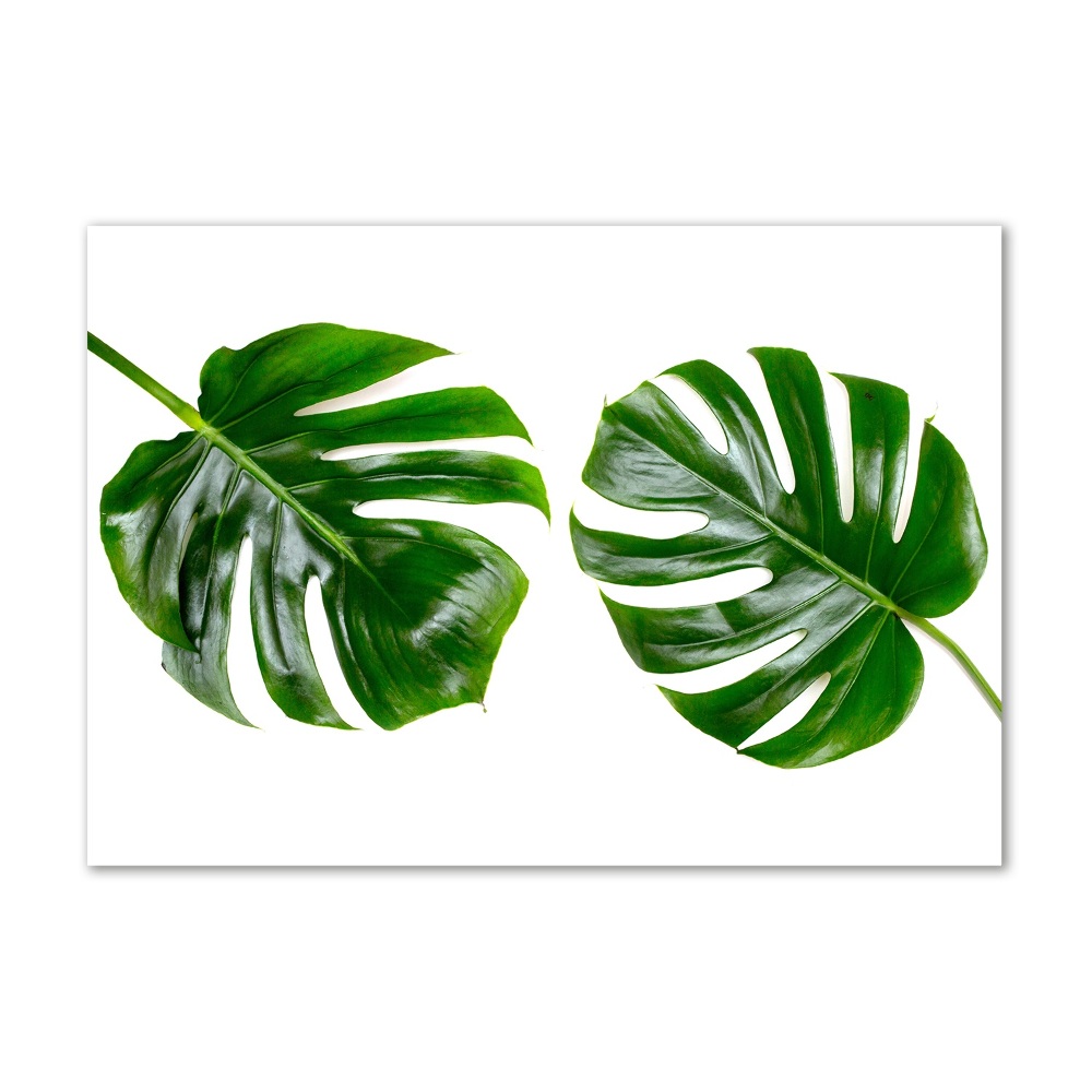 Tableau sur verre acrylique Monstera feuilles