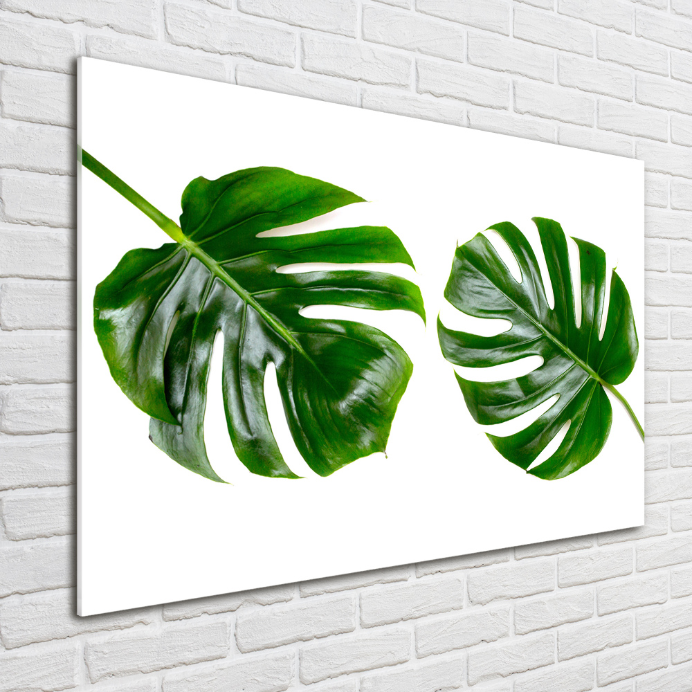 Tableau sur verre acrylique Monstera feuilles