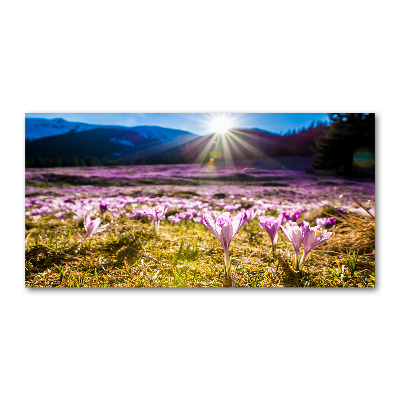 Acrylique tableau Crocus dans une clairière