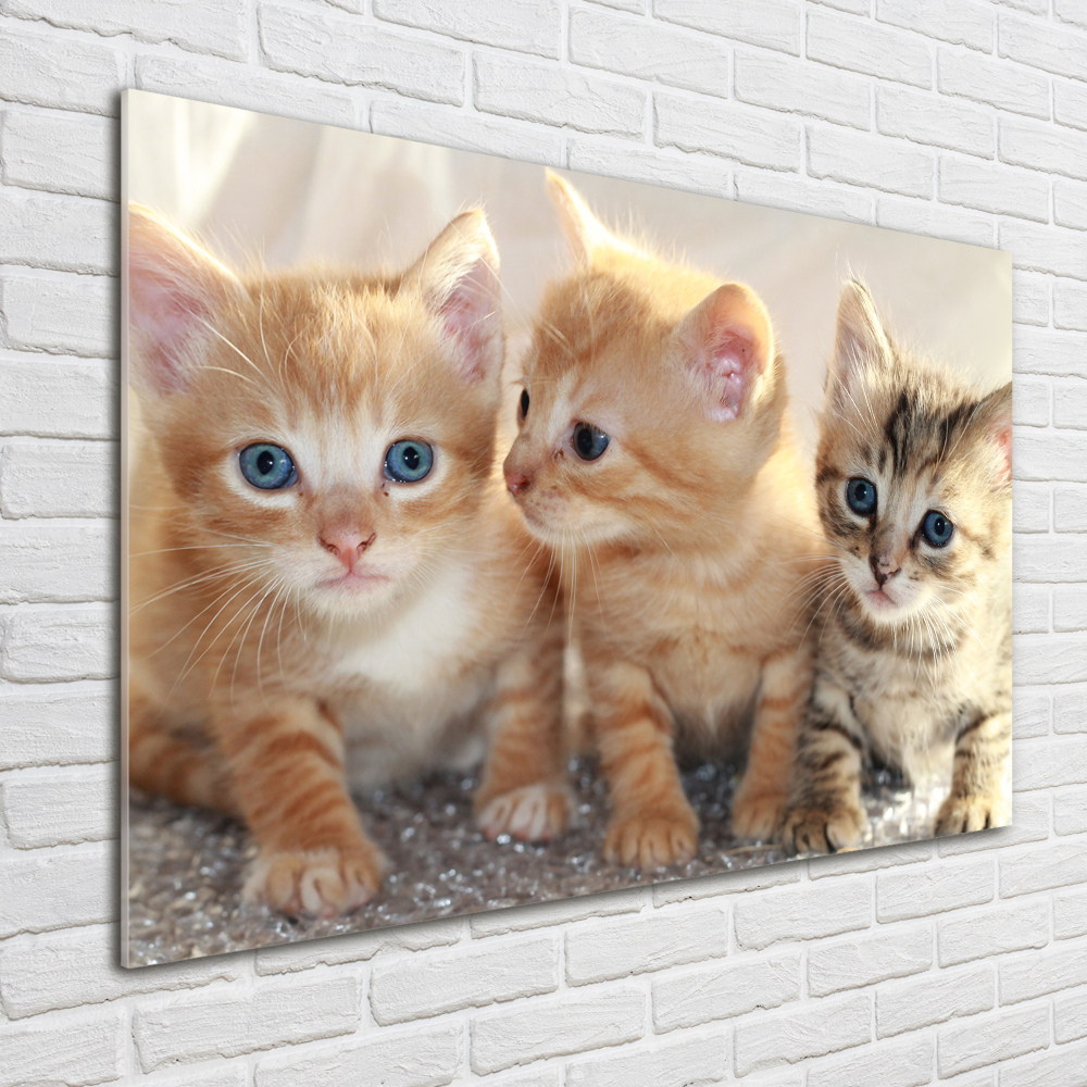 Acrylique tableau Petits chats