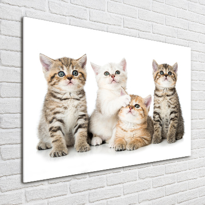 Tableau acrylique Petits chats