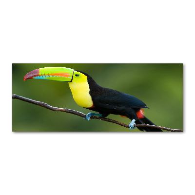 Tableau verre acrylique Toucan