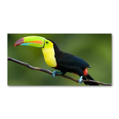 Tableau verre acrylique Toucan