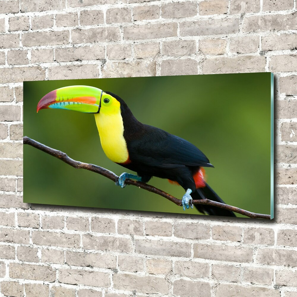 Tableau verre acrylique Toucan