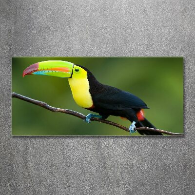 Tableau verre acrylique Toucan