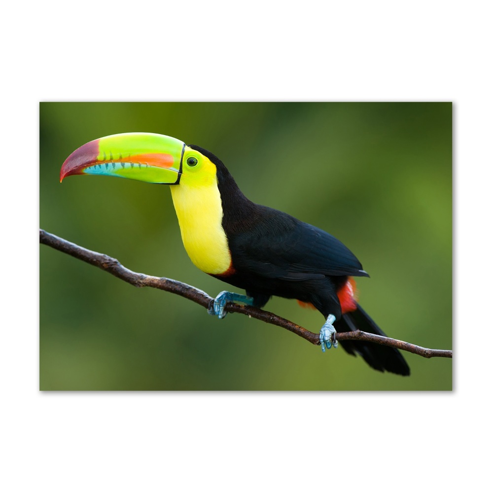 Tableau verre acrylique Toucan