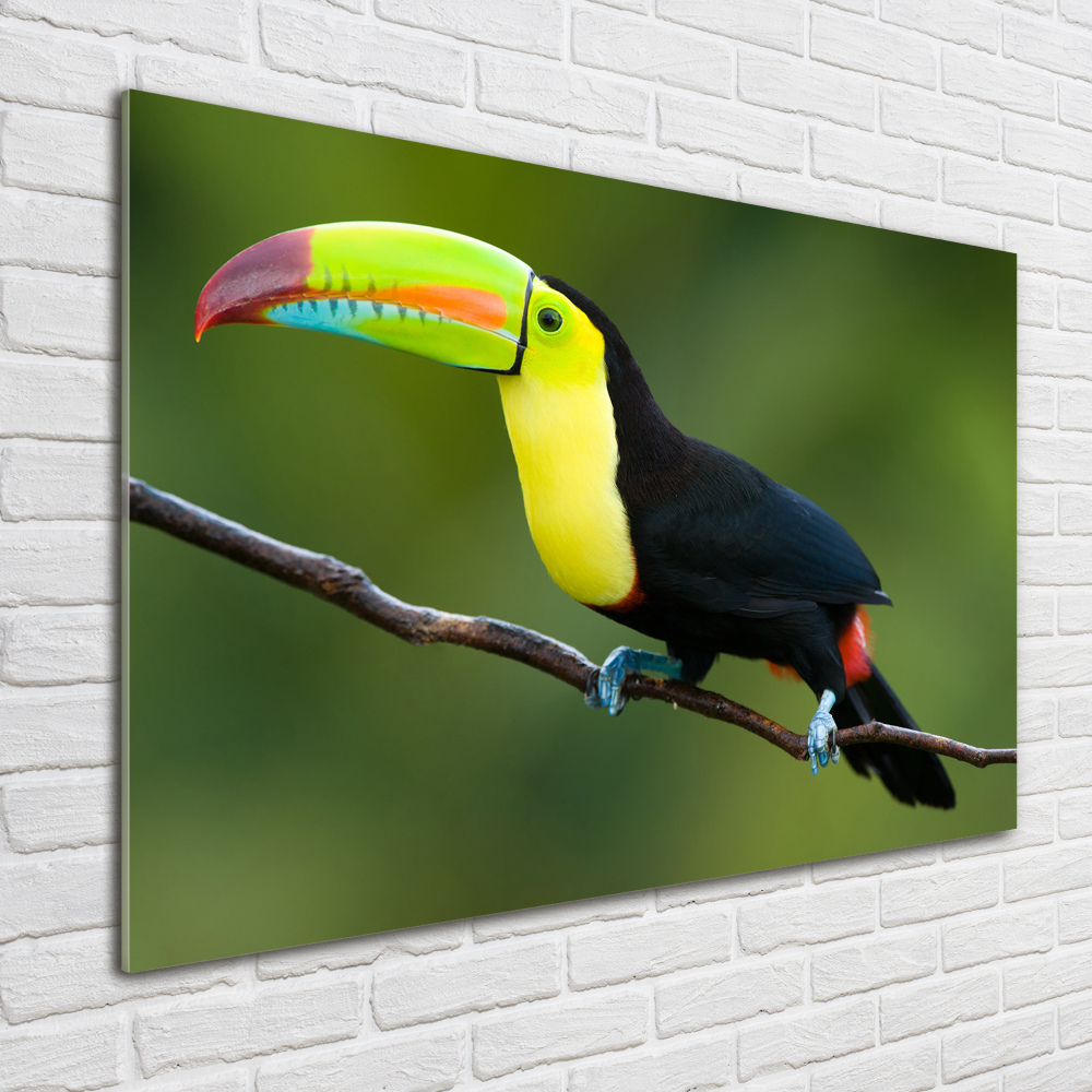 Tableau verre acrylique Toucan