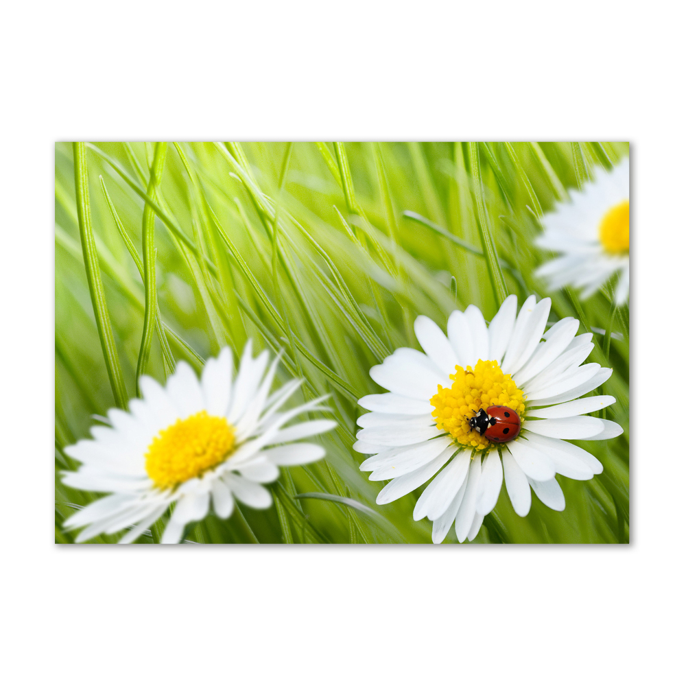 Tableau sur verre acrylique Marguerites fleurs