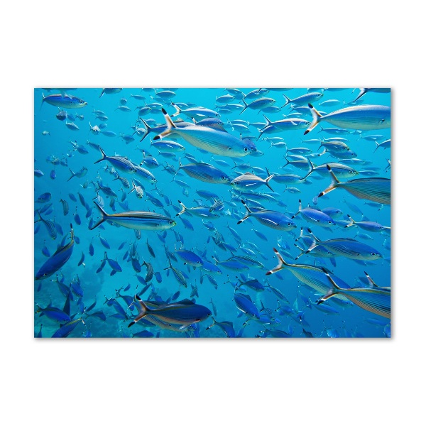 Tableau verre acrylique Poisson corail