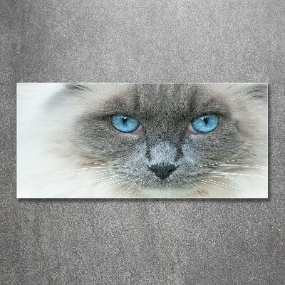 Tableau sur verre acrylique Chat aux yeux bleus