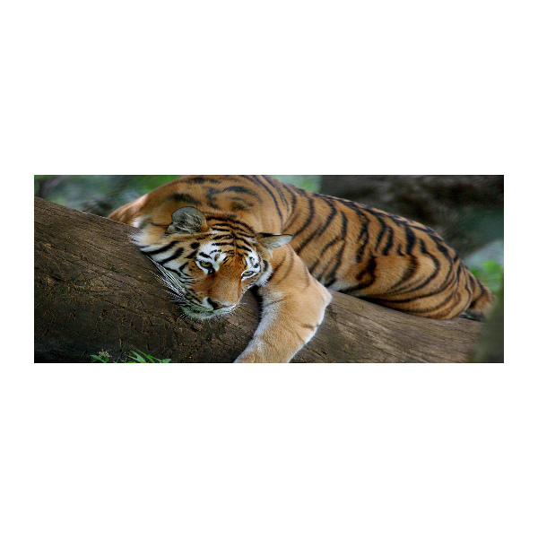 Tableau sur verre acrylique Tigre sur un arbre