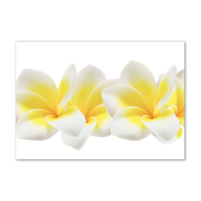 Tableau verre acrylique Plumeria