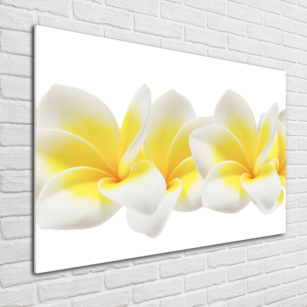 Tableau verre acrylique Plumeria