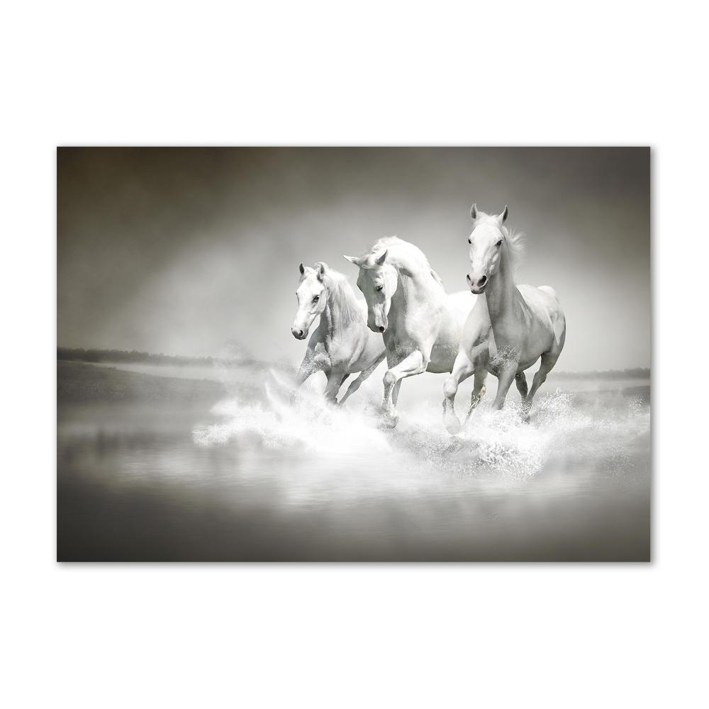 Tableau verre acrylique Chevaux blancs