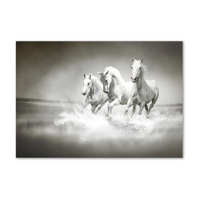 Tableau verre acrylique Chevaux blancs