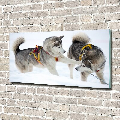 Acrylique tableau Husky en hiver