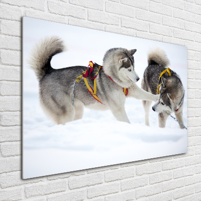 Acrylique tableau Husky en hiver