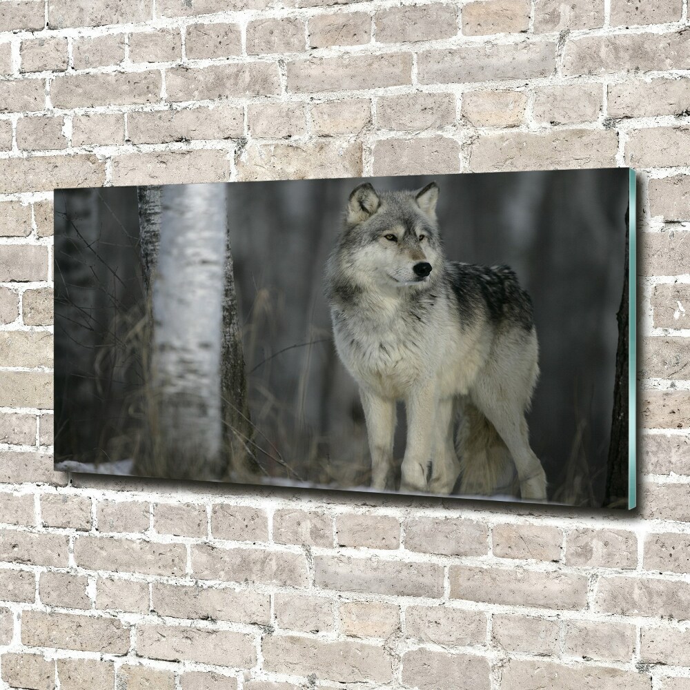 Tableau verre acrylique Loup gris