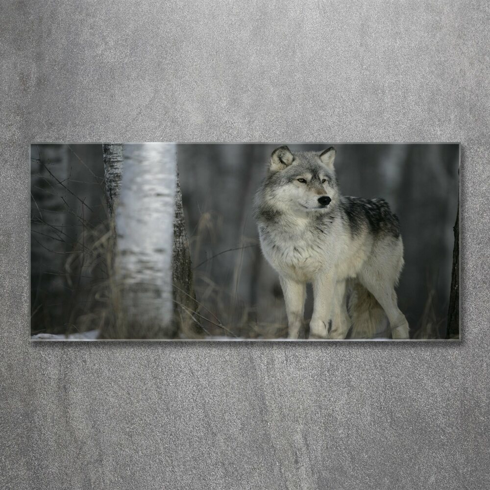 Tableau verre acrylique Loup gris