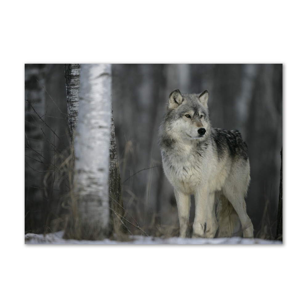 Tableau verre acrylique Loup gris