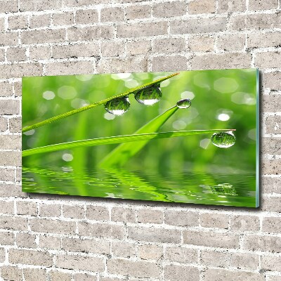 Tableau verre acrylique Gouttes sur l'herbe