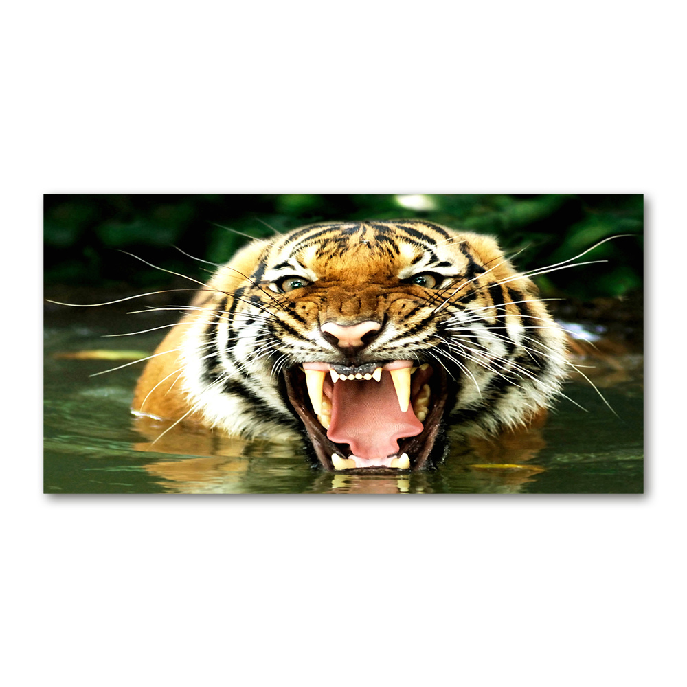 Tableau verre acrylique Tigre rugissant