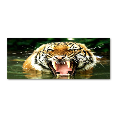 Tableau verre acrylique Tigre rugissant